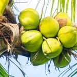 kelapa, pohon kelapa, daun kelapa, air kelapa
